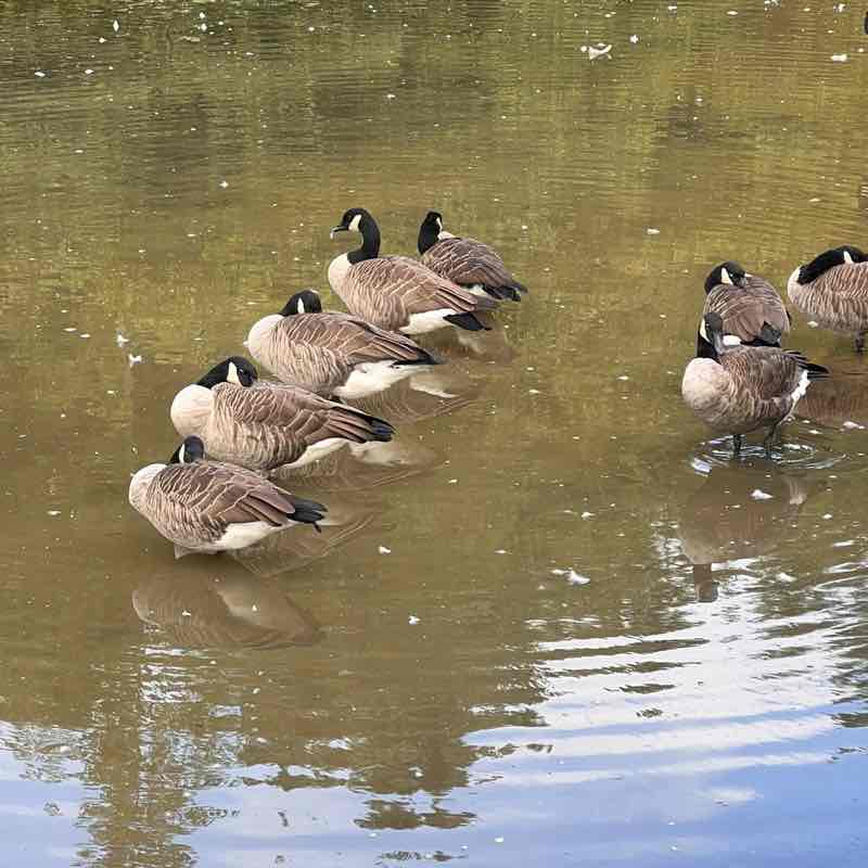 Kenny Ken Ken post 1