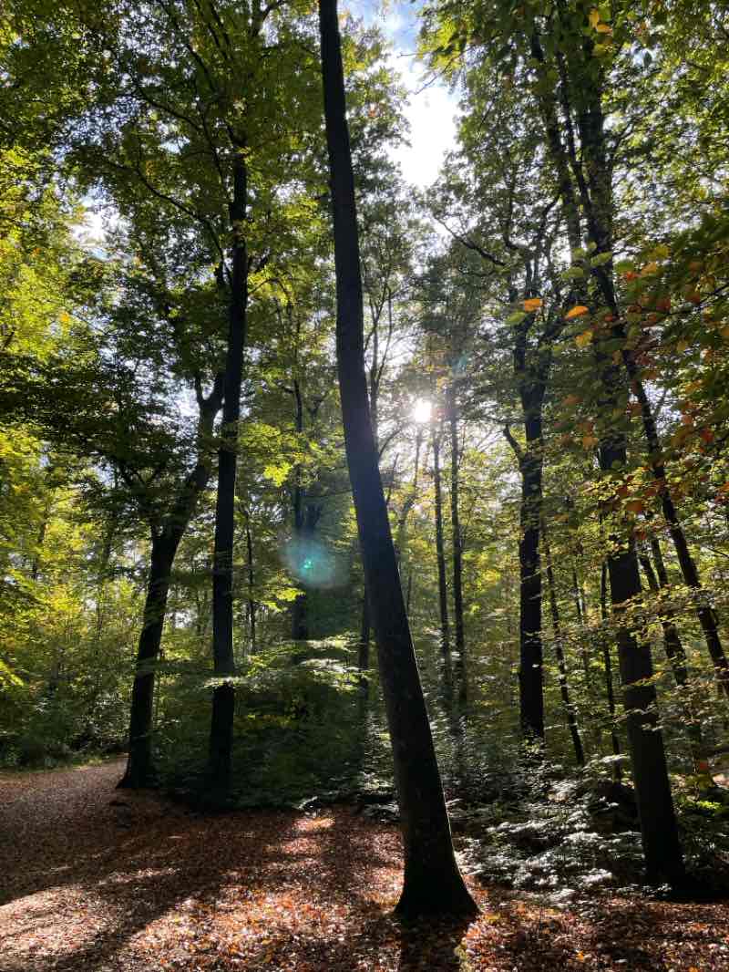 walking near me in Lückerather Anger in autumn