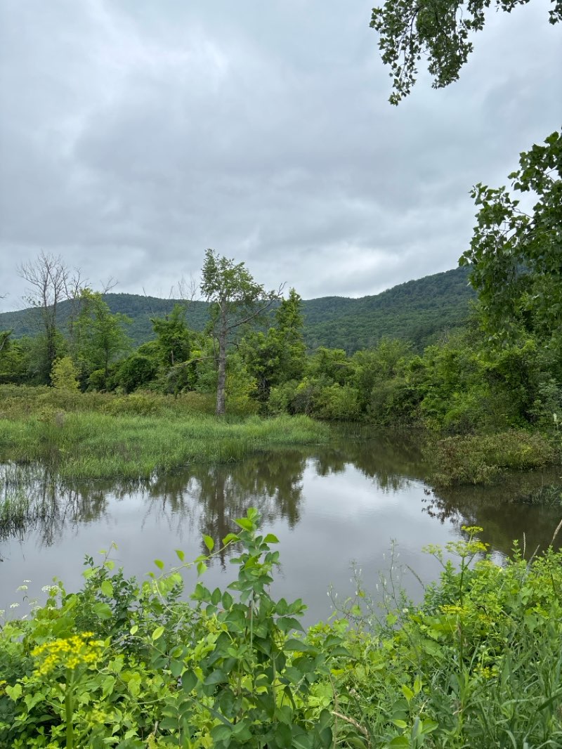 walking near me in Hop Brook Wildlife Management Area in summer