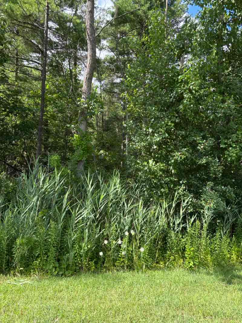 walking near me in Dunn Park in summer