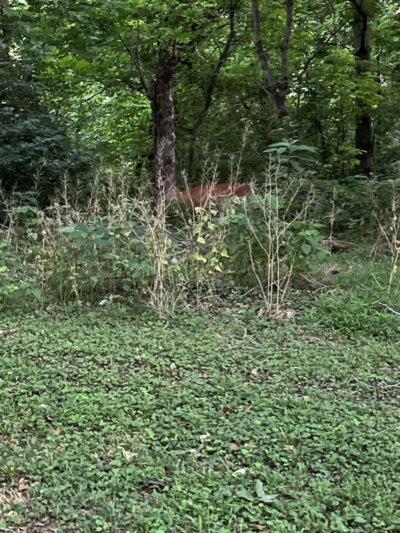 walking near me in Percival's Island Natural Area in winter