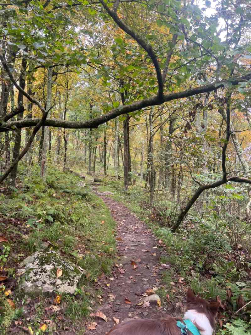 walking near me in Potts Creek Wildlife Management Area in winter
