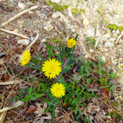 August Steps Challenge 直之 post image