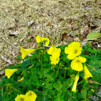 August Steps Challenge 直之 post image