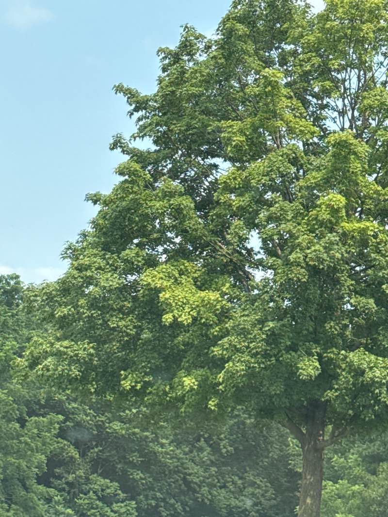 walking near me in LaSalle Park in summer