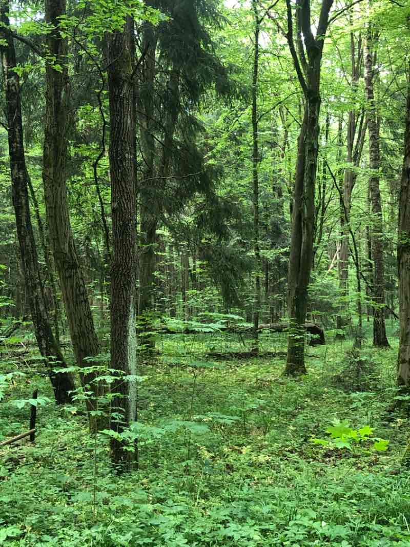 walking near me in Park Konstytucji 3 Maja in spring