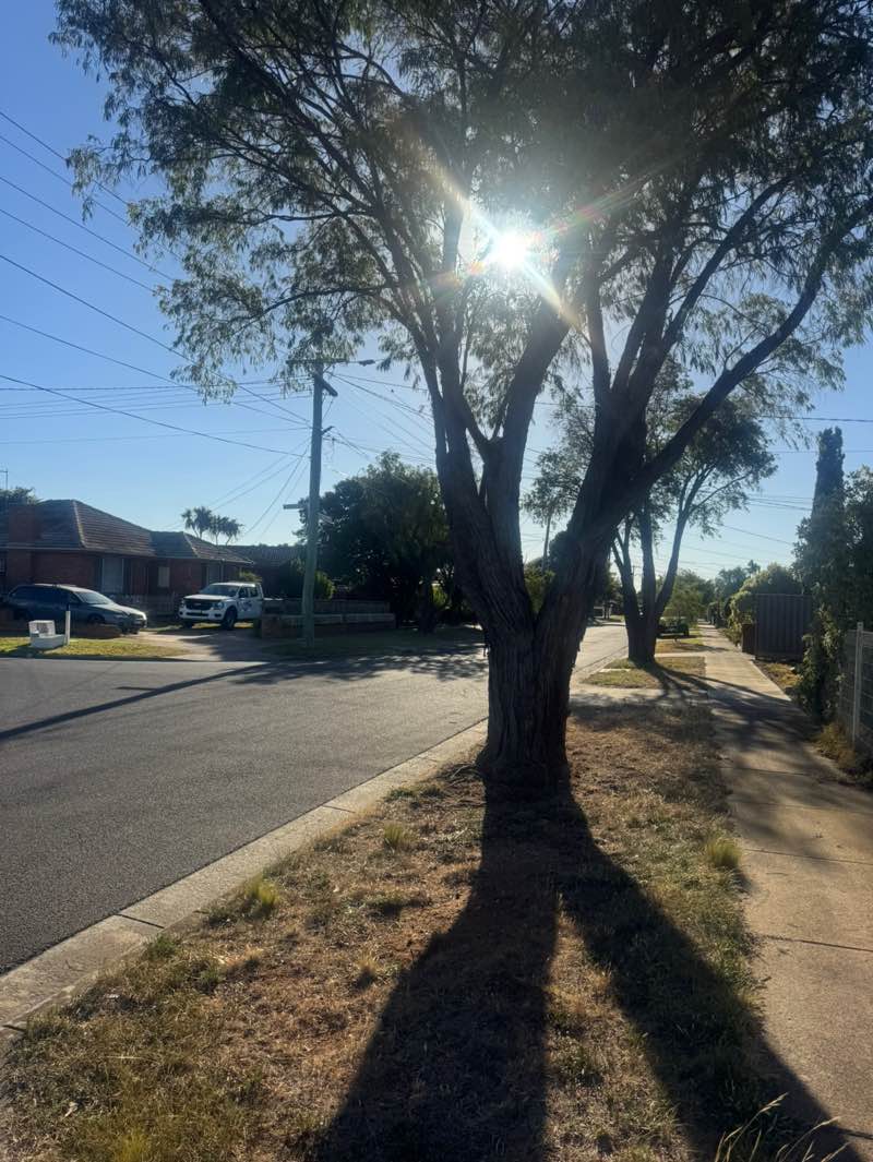 walking near me in Blackwood Drive Recreation Reserve in summer