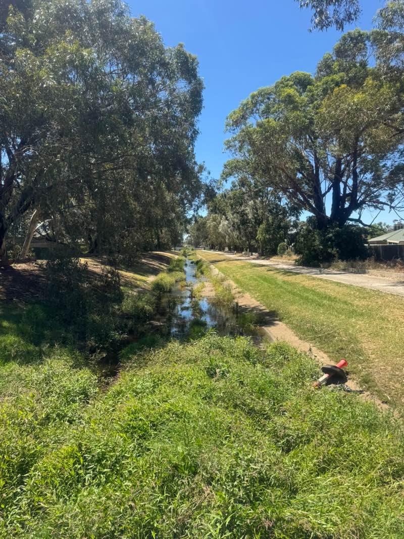 walking near me in Rosina Drive Reserve in summer