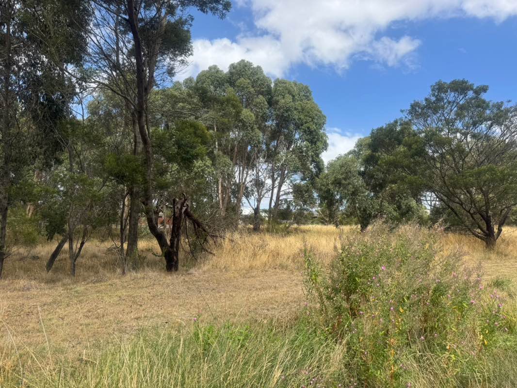 walking near me in Willowbank Estate Reserve in summer