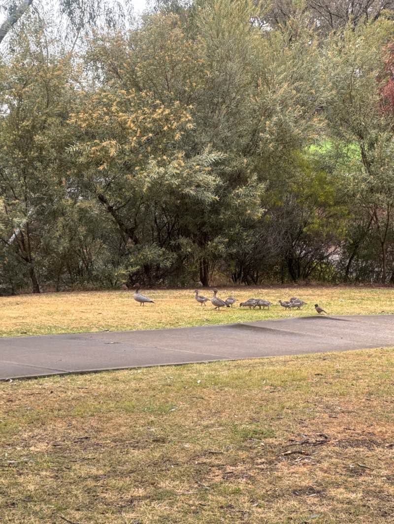 walking near me in Hannah Watts Park in spring
