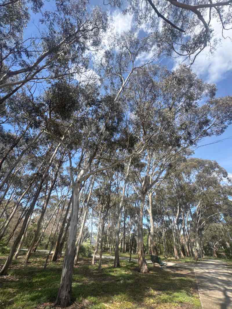 walking near me in Little Blind Creek Reserve in summer