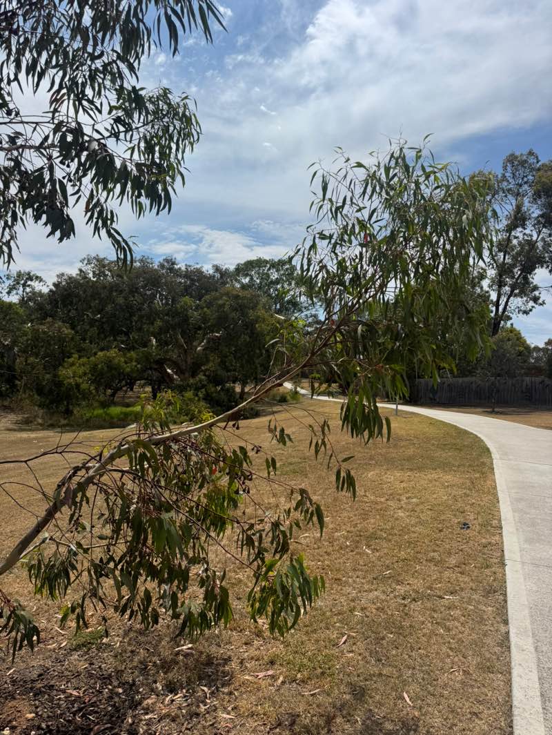 walking near me in Little Blind Creek Reserve in summer