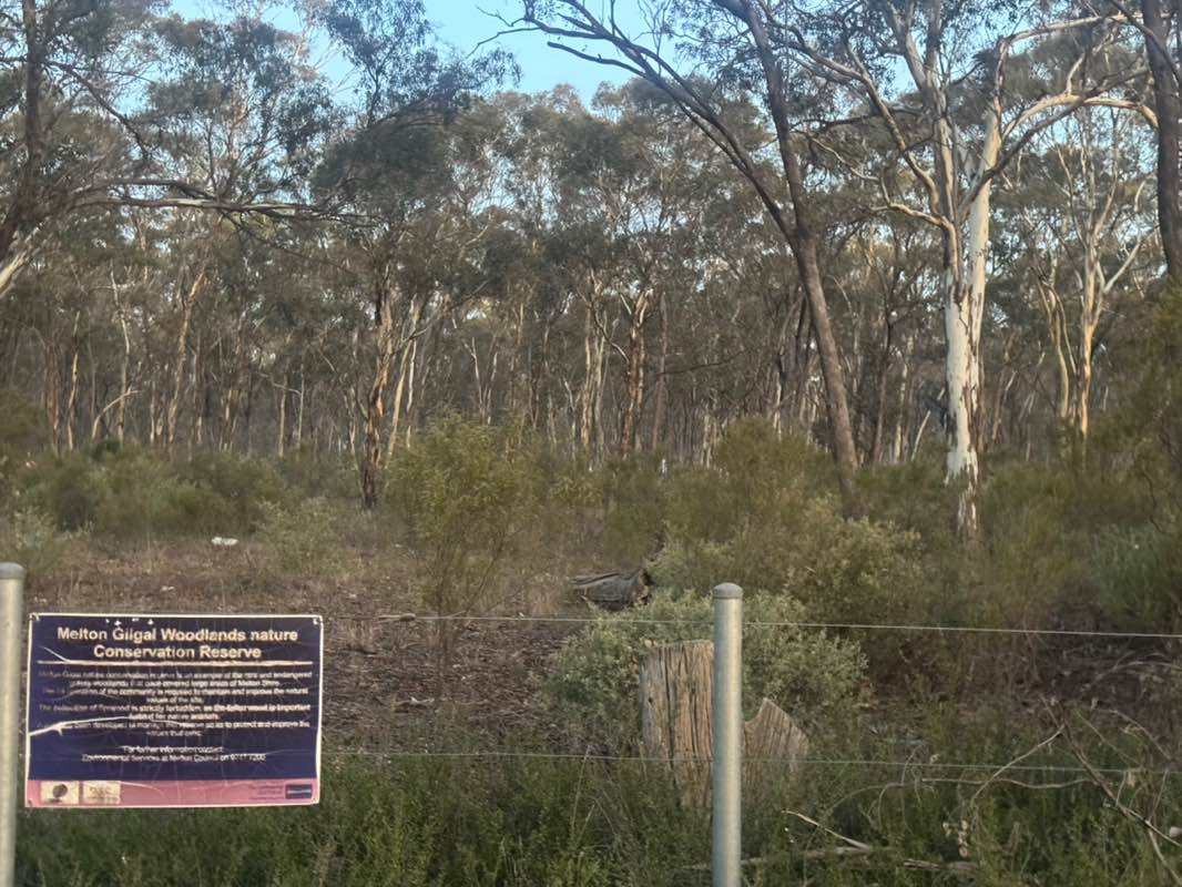 walking near me in Melton Gilgai Woodlands Nature Conservation Reserve in summer