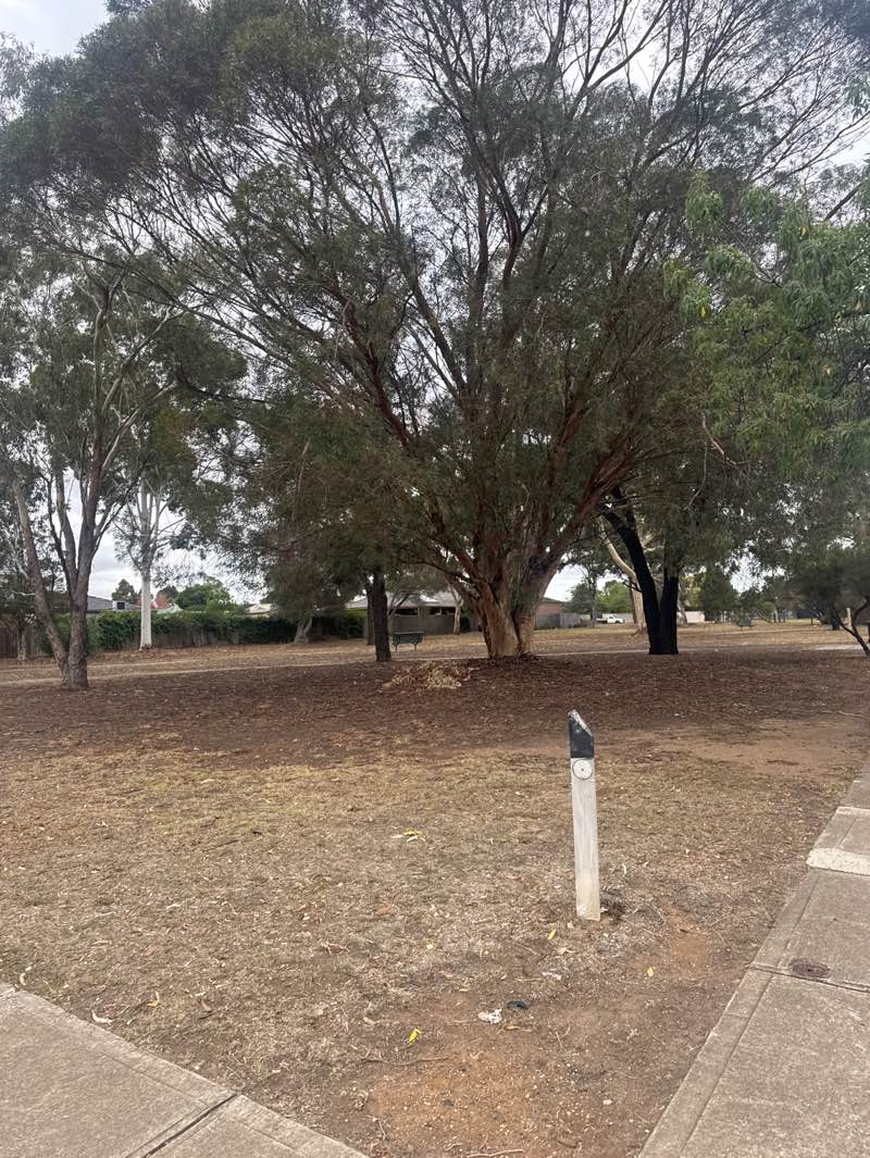 walking near me in Harry Allen Reserve in autumn