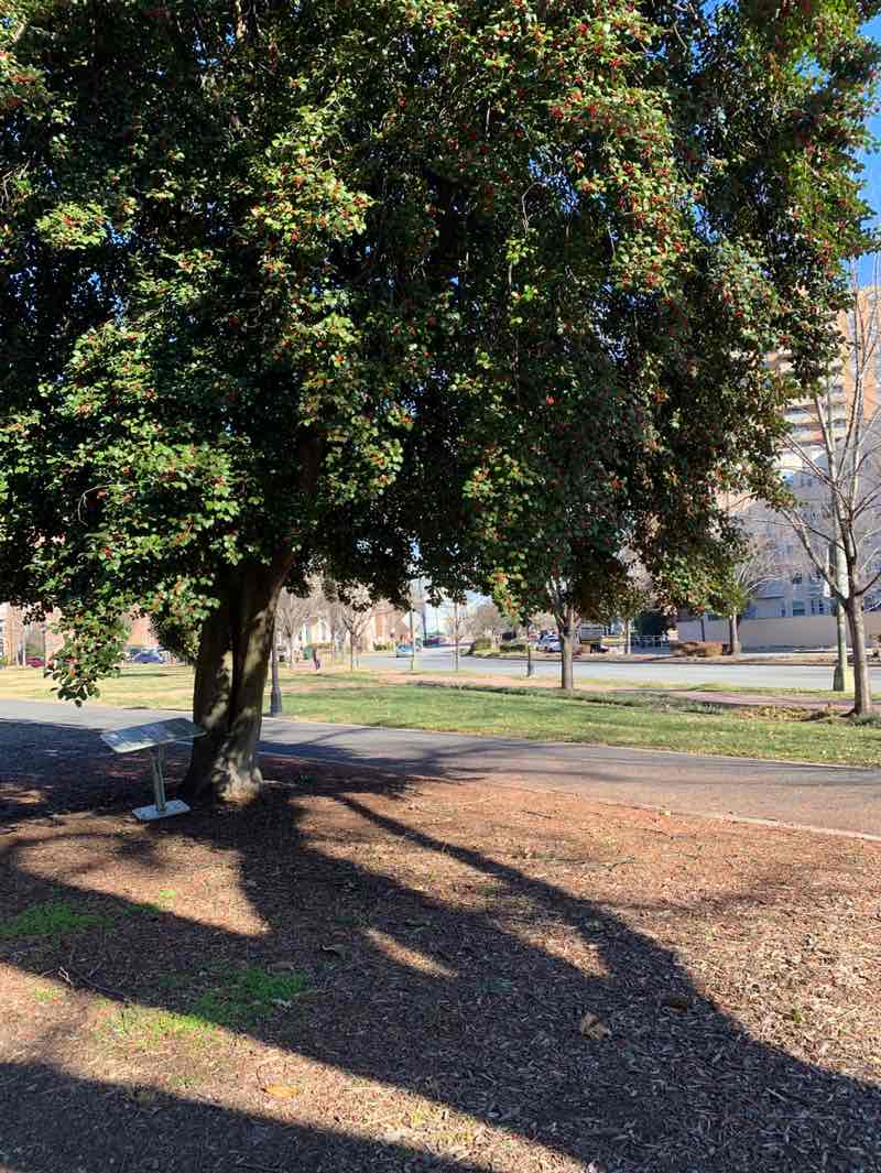 walking near me in Monroe Park in winter