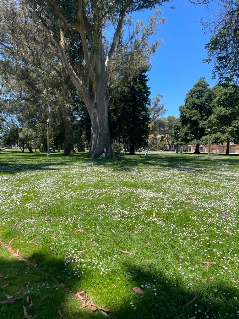 walking near me in Golden Gate Park in summer