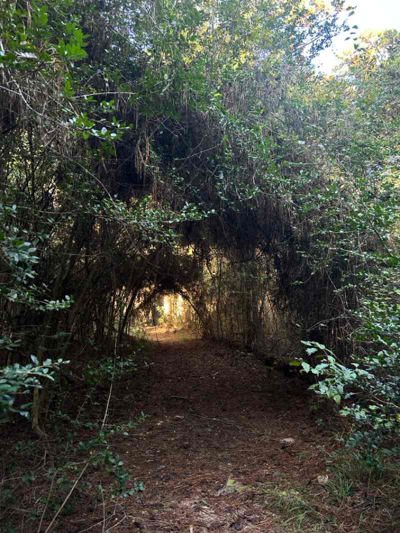 walking near me in Martin Dies, Jr. State Park in autumn