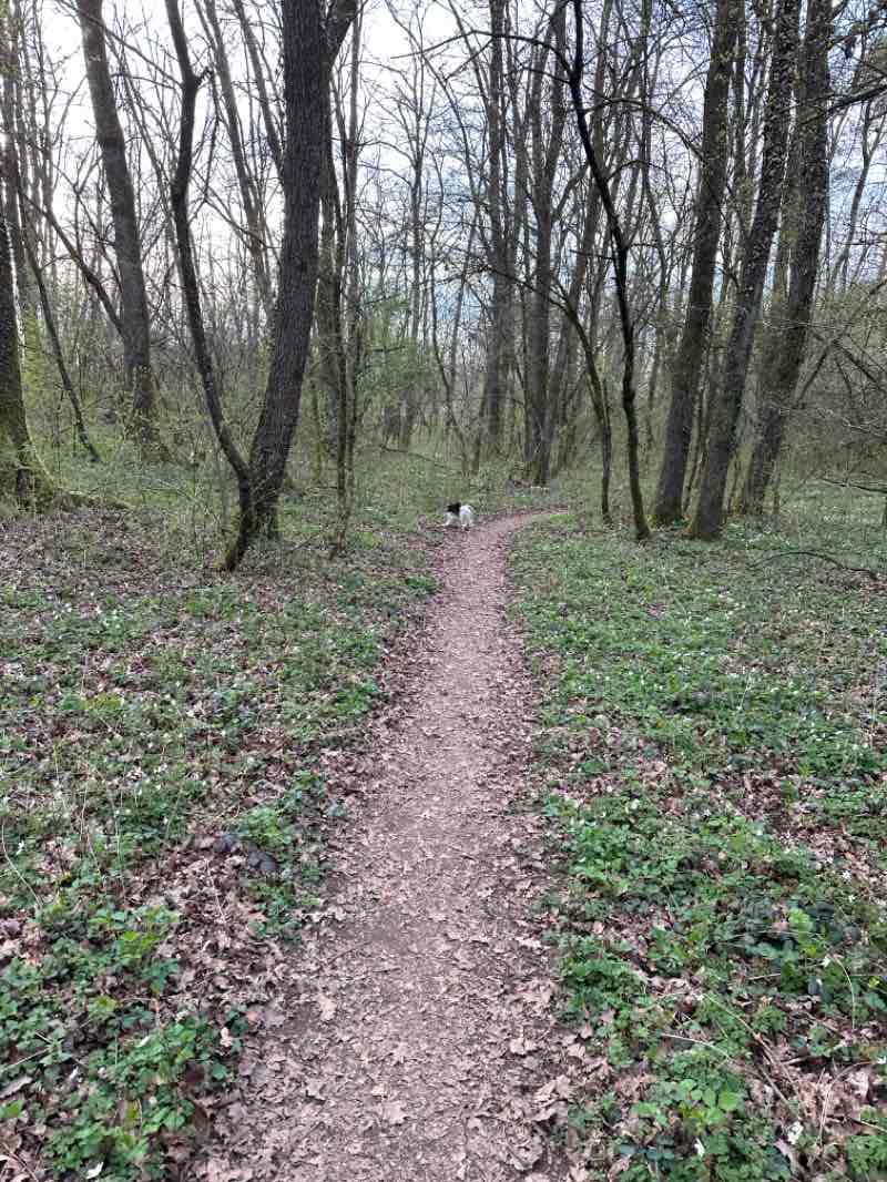 walking near me in Krajinski park Zajčja dobrava in spring