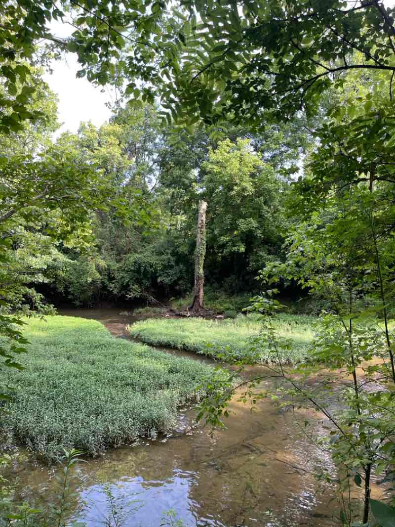 walking near me in Mill Creek Greenway in summer