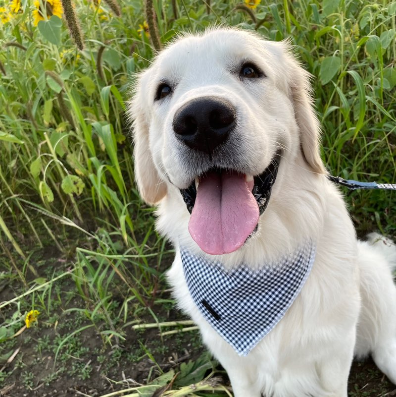 Emina Halimanovic profile