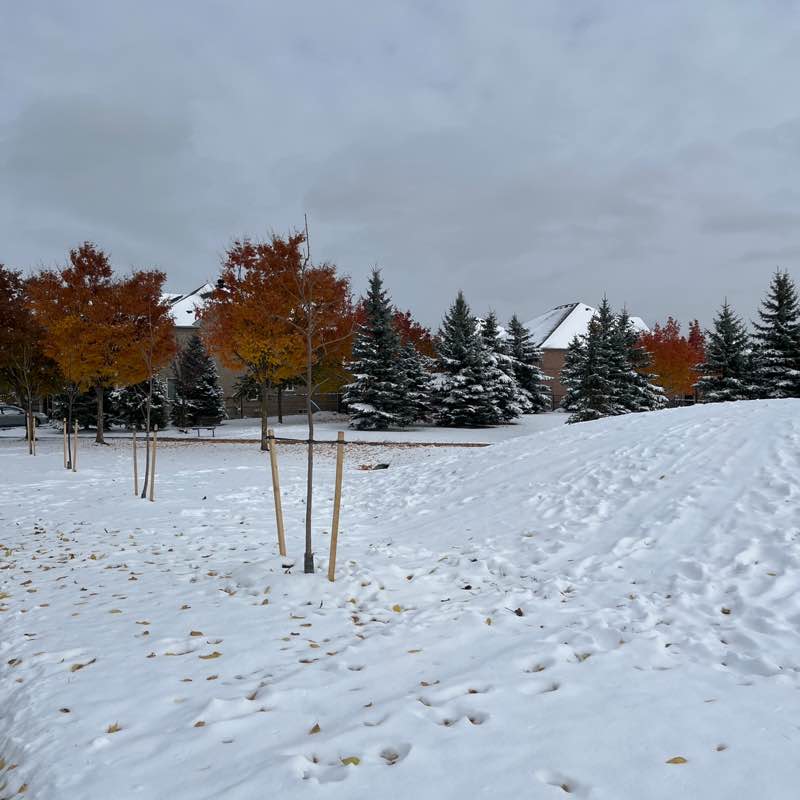 🍁 Whirl 🍁 post 2