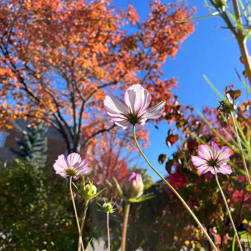 🍁 Whirl 🍁 post 1