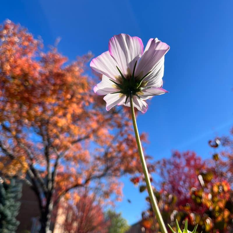 🍁 Whirl 🍁 post 2