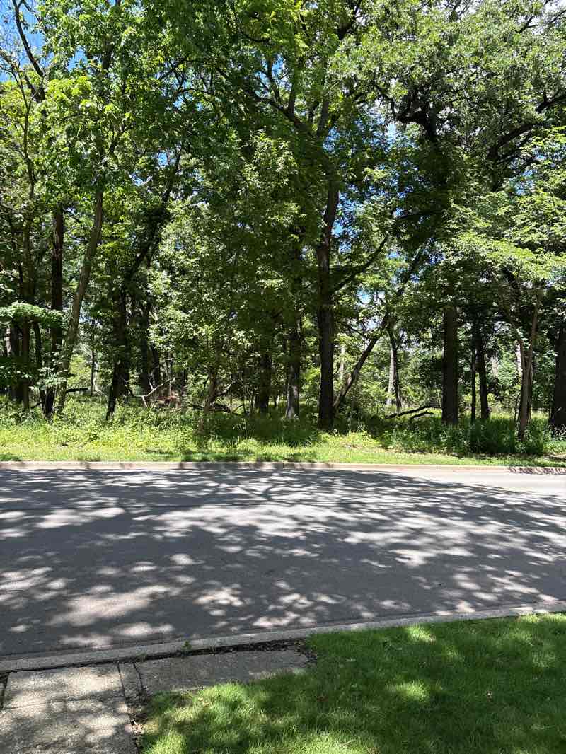 walking near me in Thomas Jefferson Woods in summer