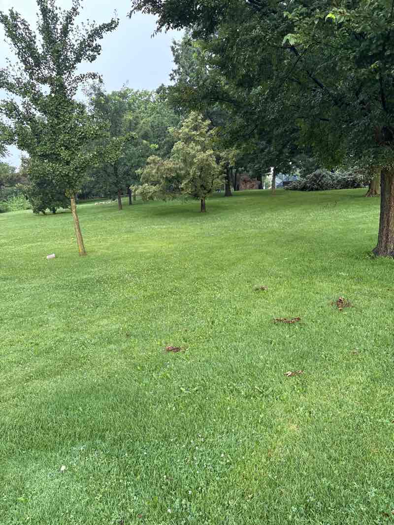 walking near me in Taylor Park in summer