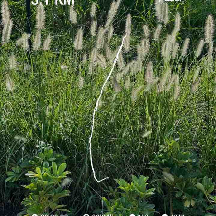 PacerGal_1989 post 1