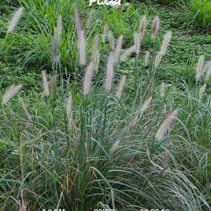 PacerGal_1989 post 1