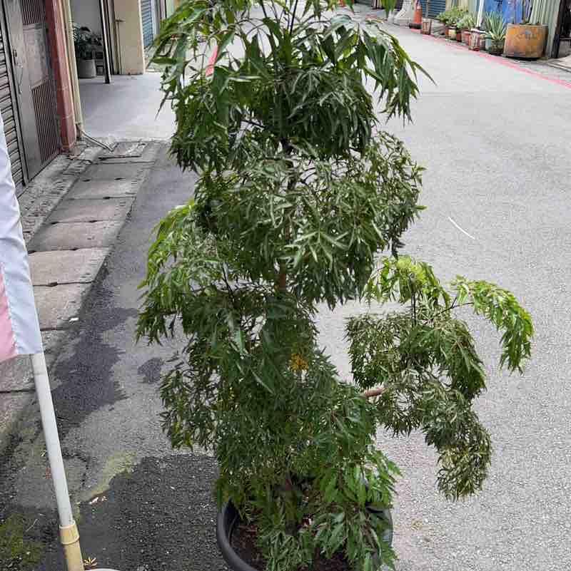 唐洪平 post 2