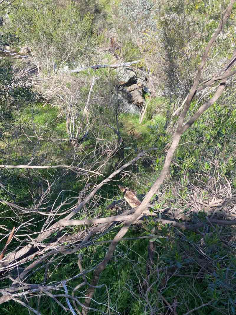 walking near me in Para Wirra Conservation Park in summer
