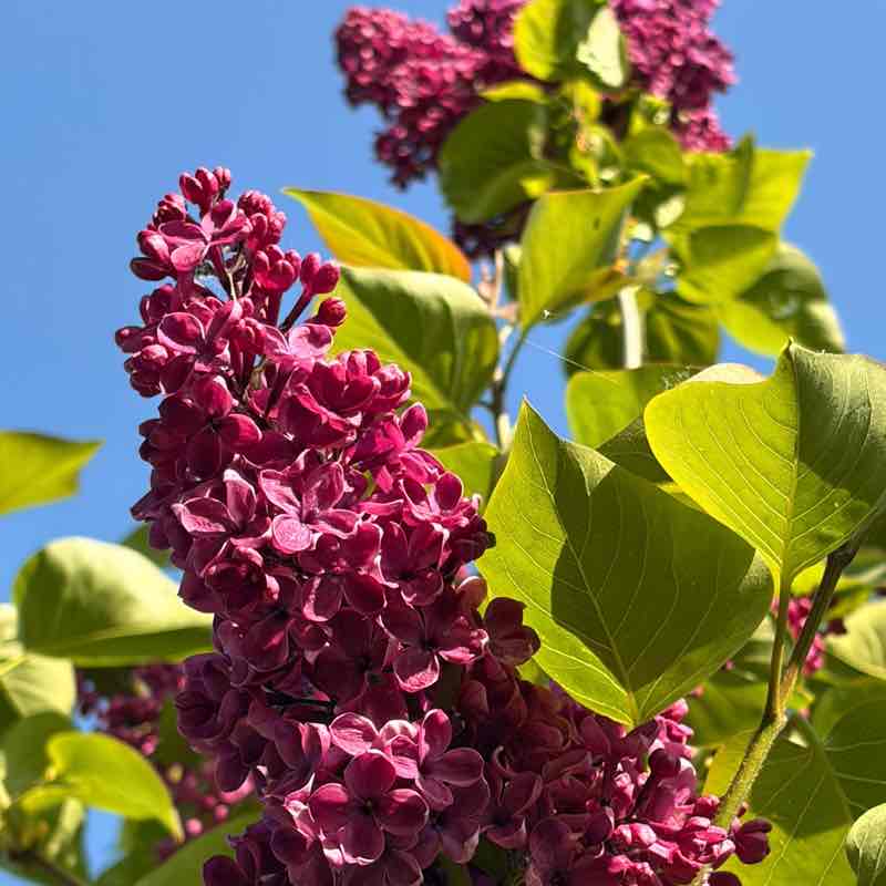 Laufliebe🩷🙏🏻🌸🌸🌸 Svenja🌸 post image