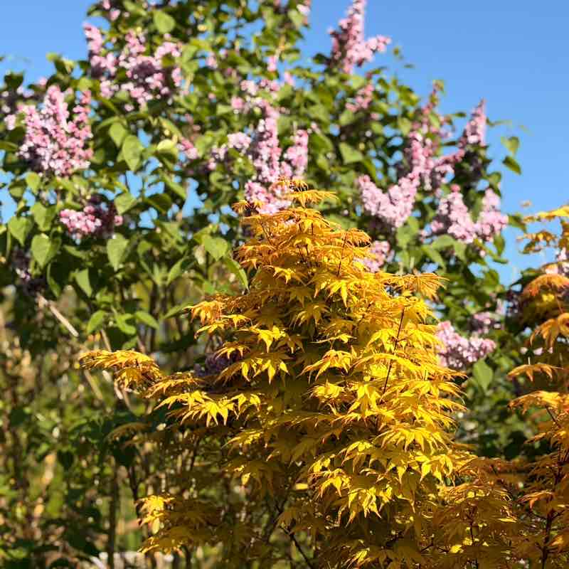 Laufliebe🩷🙏🏻🌸🌸🌸 Svenja🌸 post image