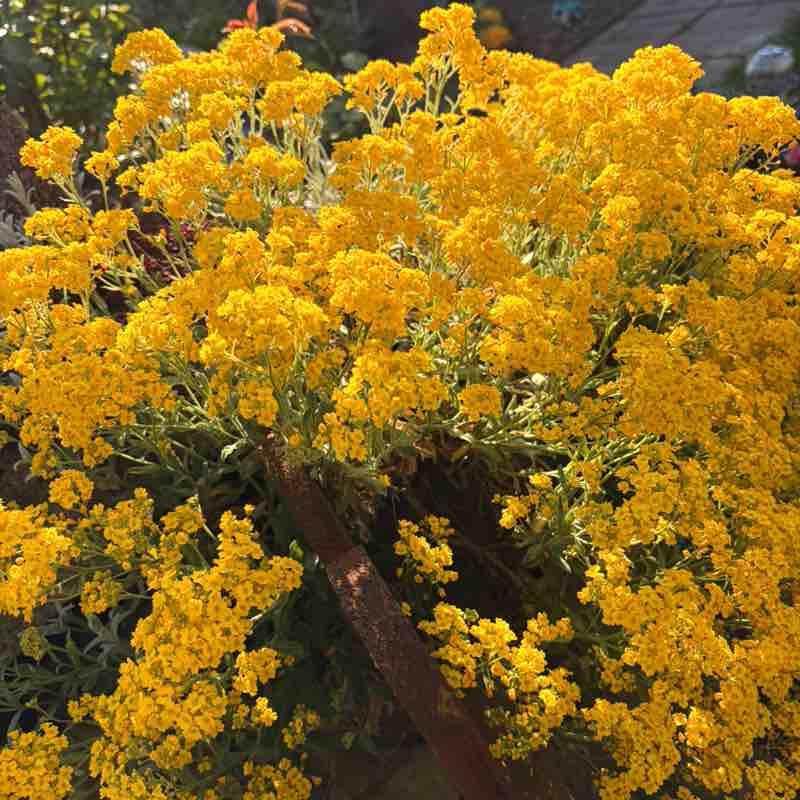 Laufliebe🩷🙏🏻🌸🌸🌸 Svenja🌸 post image