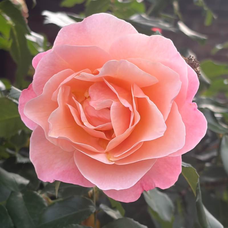 Laufliebe🩷🙏🏻🌸🌸🌸 Svenja post image