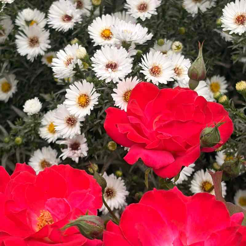 Laufliebe🩷🙏🏻🌸🌸🌸 Svenja post image