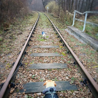 dzikie dziki 🐗 - spacer z psem Żurek Team: Coco, Teddy, Bartek i ja (Kaśka) post image