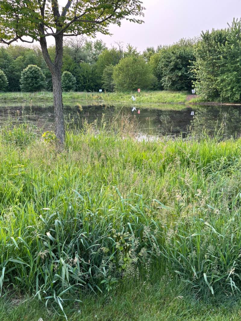 walking near me in Leiseberg Park in summer