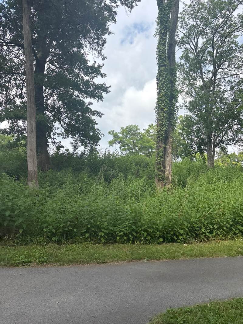 walking near me in Stones River National Battlefield in summer