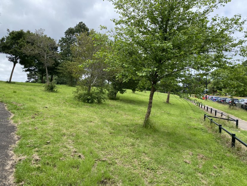 walking near me in Grove Park in summer