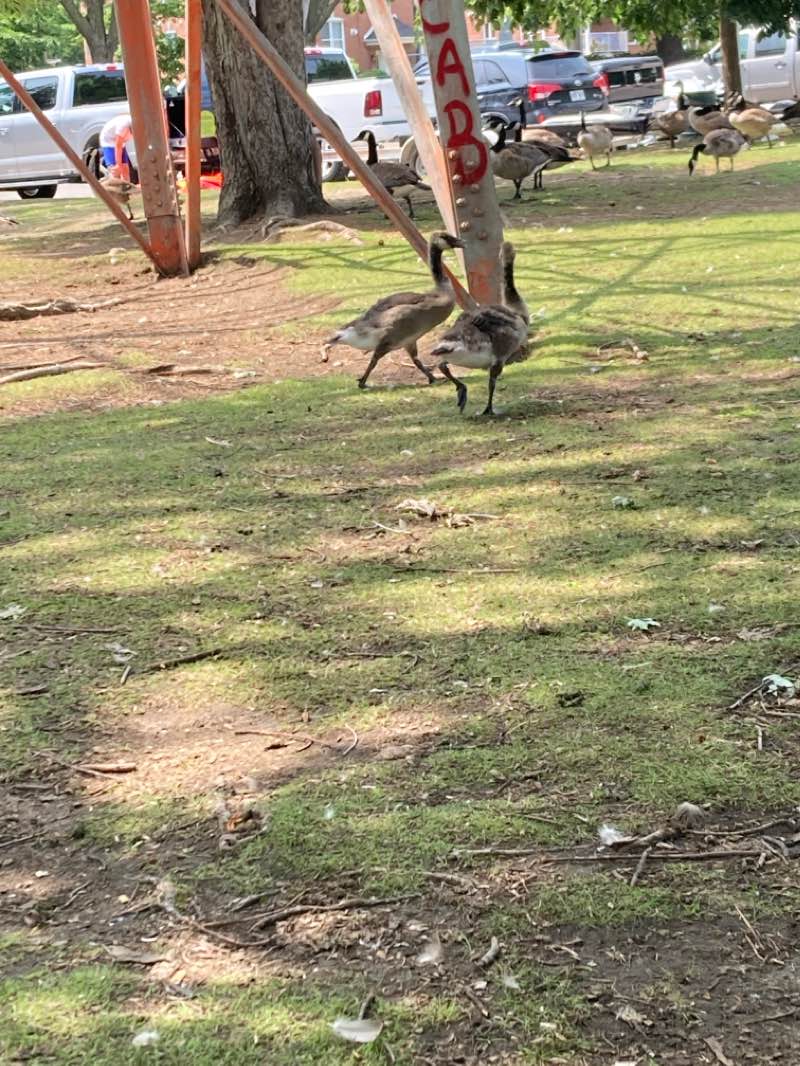 walking near me in Parc Gagné in winter