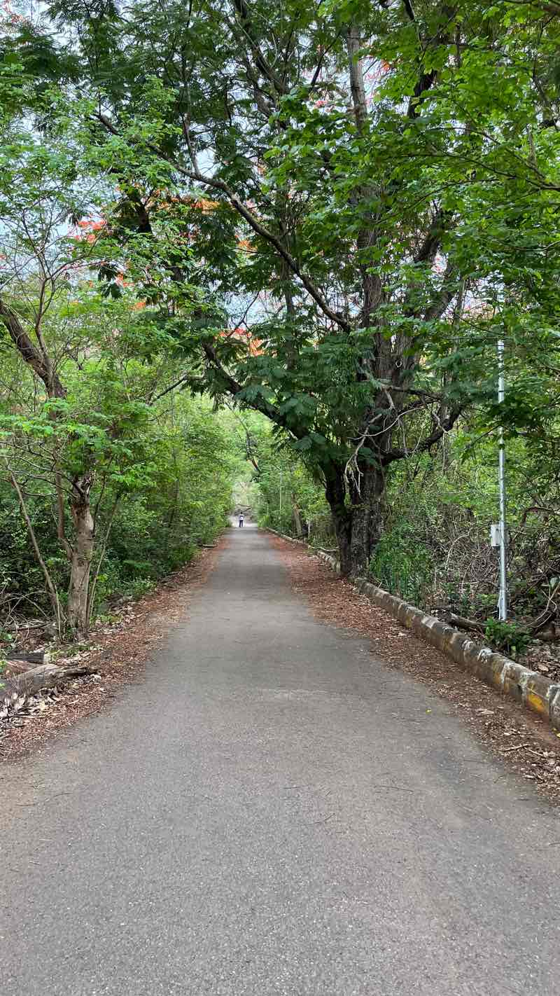 walking near me in Mango Park in winter