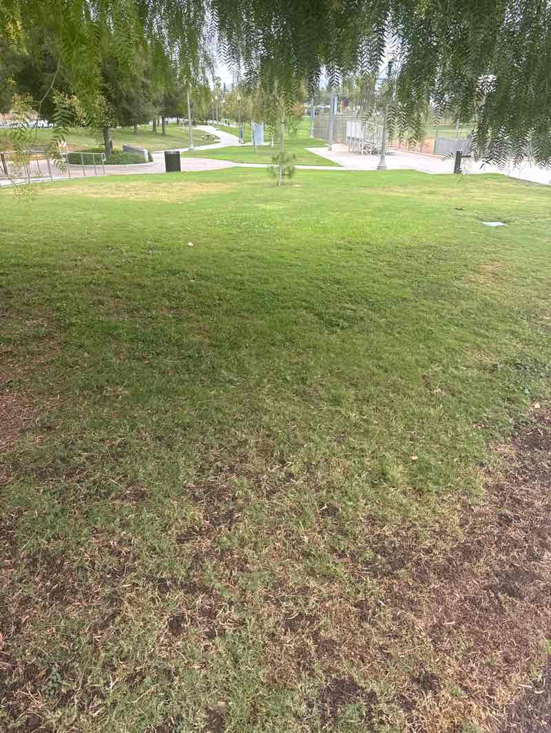 walking near me in Ryan Bonaminio Park in autumn