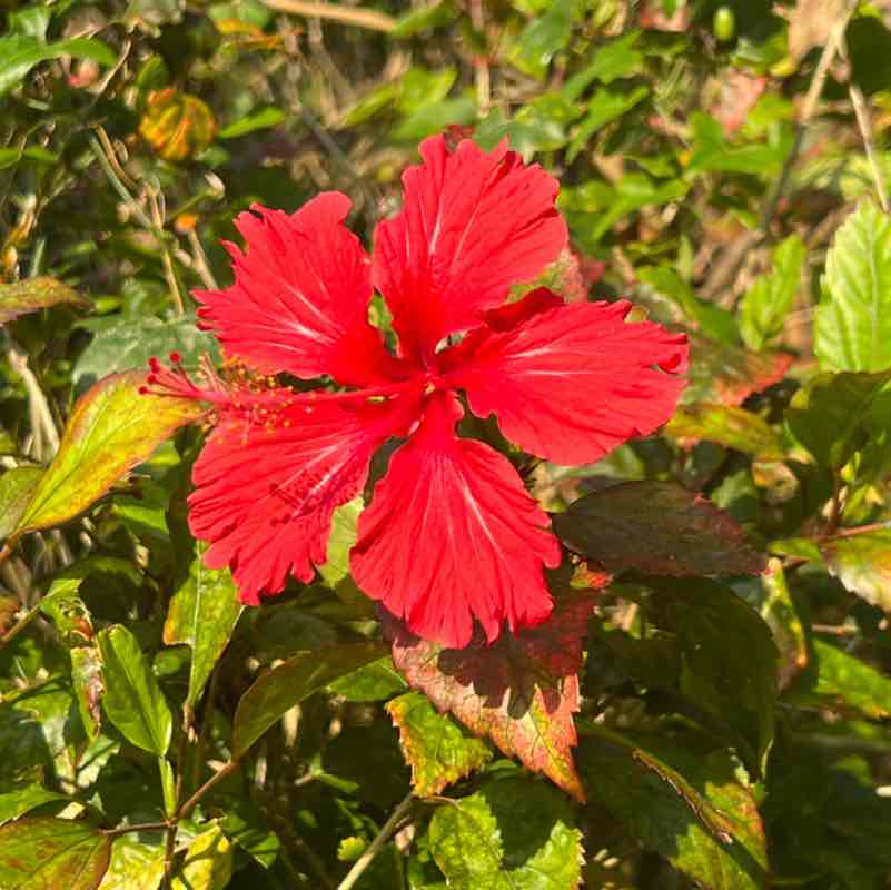 旅好き Walker post 1