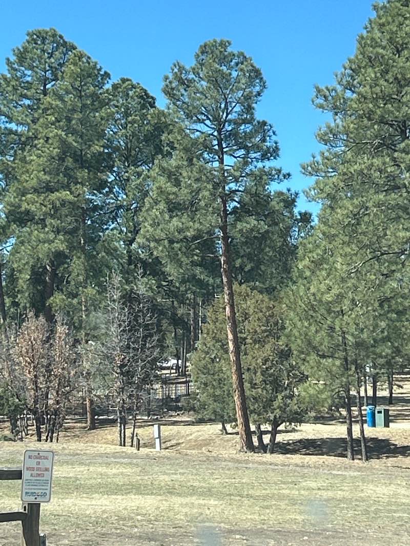 walking near me in Wingfield Park in spring