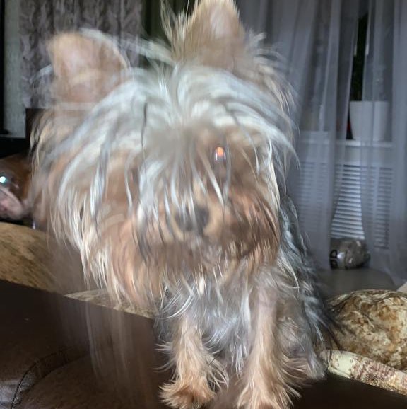 Oksana Liashenko 🐯 🇷🇺