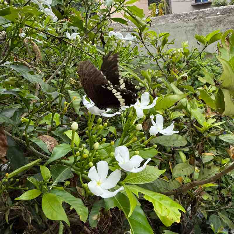 Prabodha kumar post 1