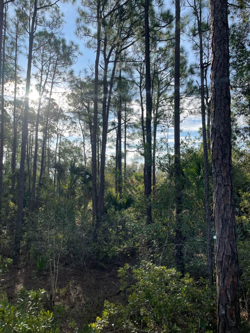 walking near me in Max K Rodes Park in winter